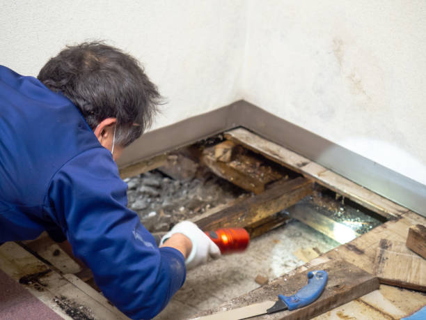 Attic Mold Removal in Bartonsville, MD