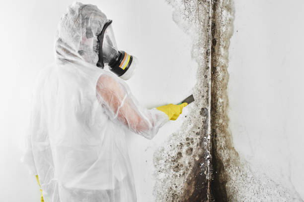 Office Mold Removal Services in Bartonsville, MD