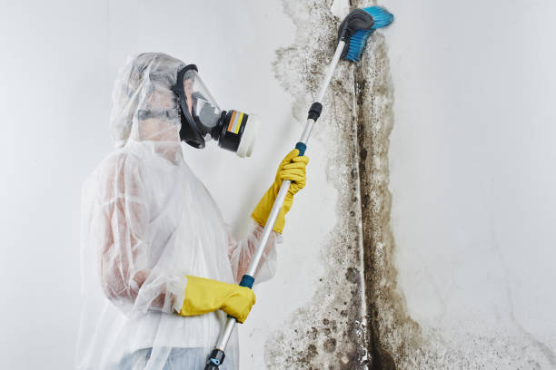 Professional Mold Removal in Bartonsville, MD