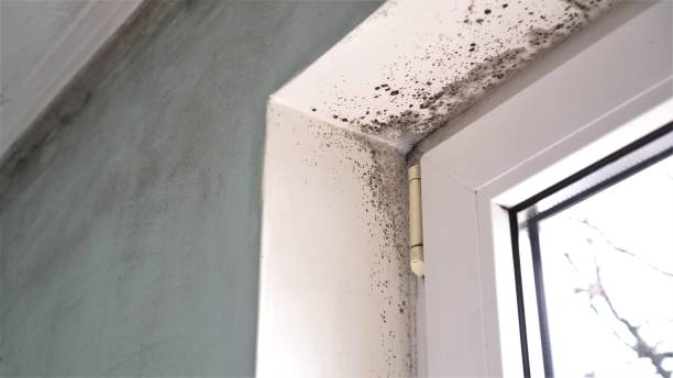 Best Certified Mold Removal  in Bartonsville, MD