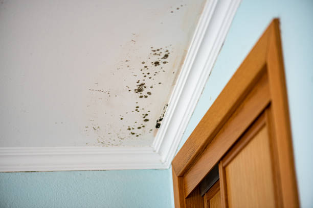 Best Residential Mold Removal  in Bartonsville, MD