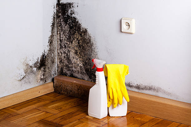 Best Fast Mold Removal  in Bartonsville, MD