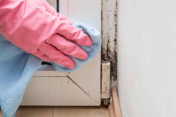 Best Commercial Mold Removal  in Bartonsville, MD